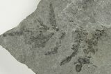 Pennsylvanian Fossil Fern (Neuropteris) Plate - Kentucky #201640-1